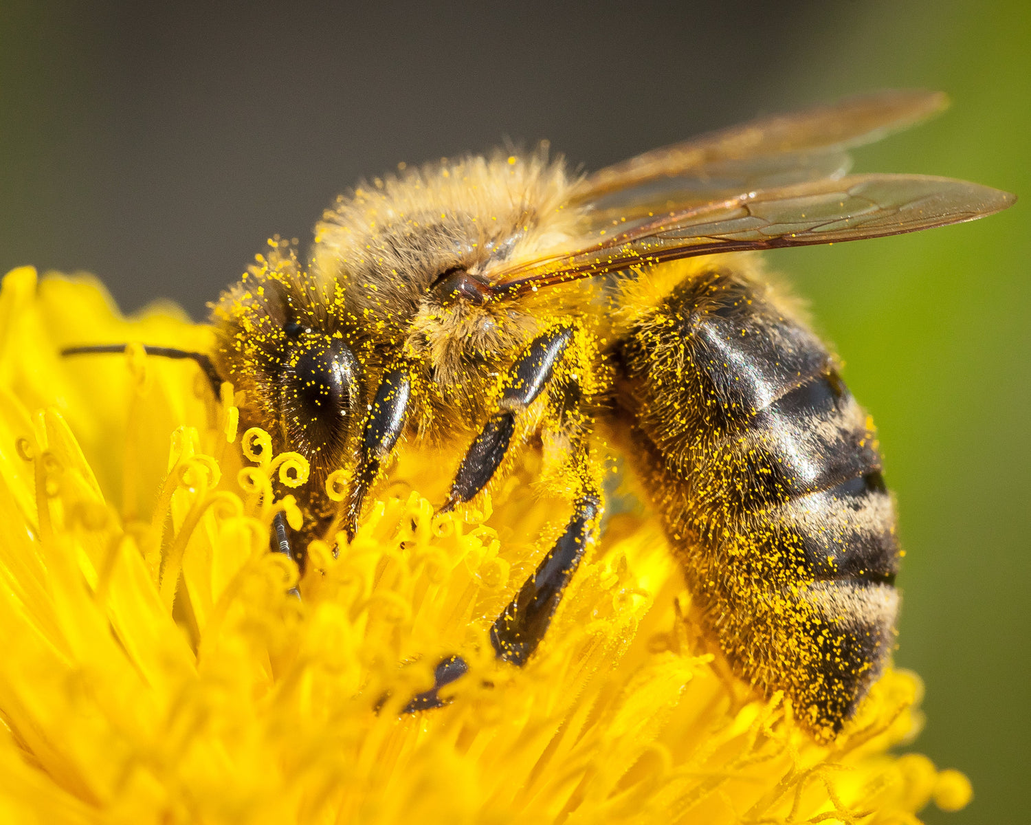 Close-up of a bee on a yellow flower