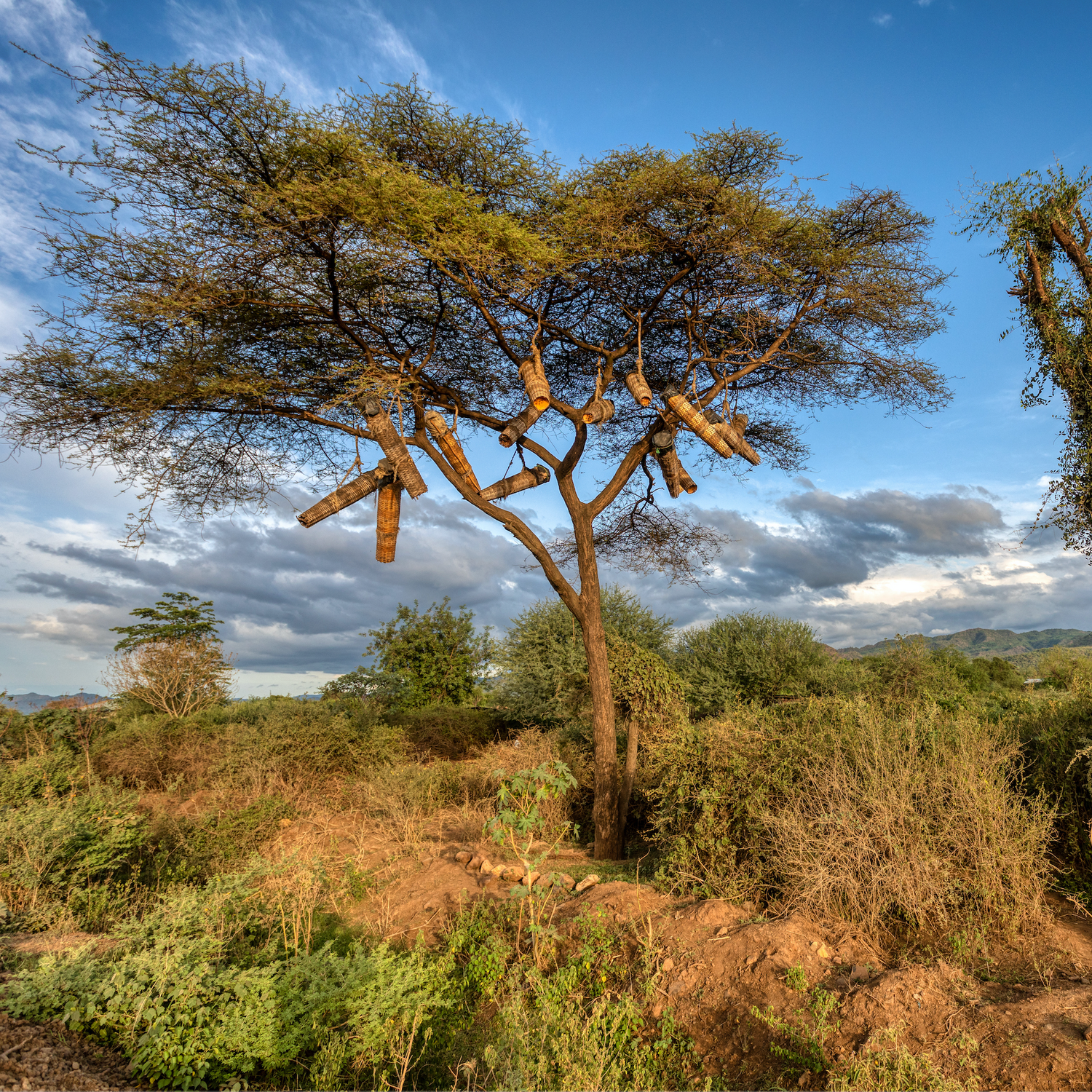 Large tree with beehives in African landscape with a blue sky and clouds.